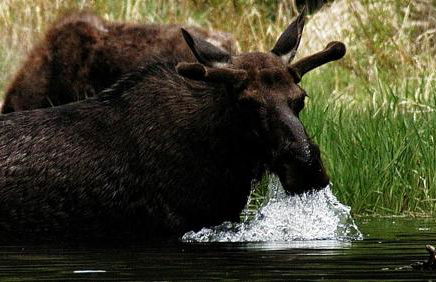 Fishing Getaway at a Riverside Resort near Beaverhead-Deerlodge National Forest, Montana - Foto 12