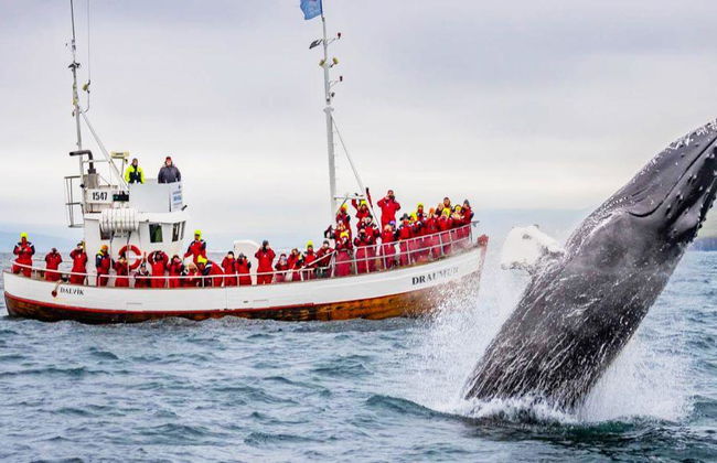 Avvistamento Classico di Balene da Dalvík - Foto 1