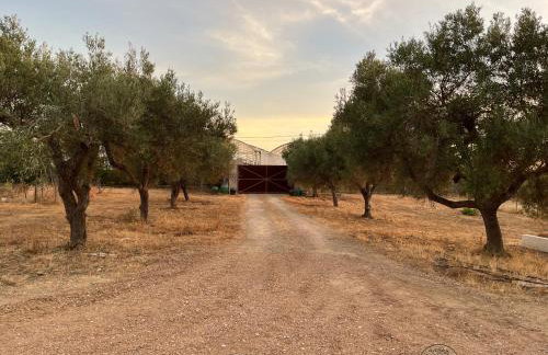 Quinta da Alfarrobeira Peaceful Countryside Stay - Foto 32