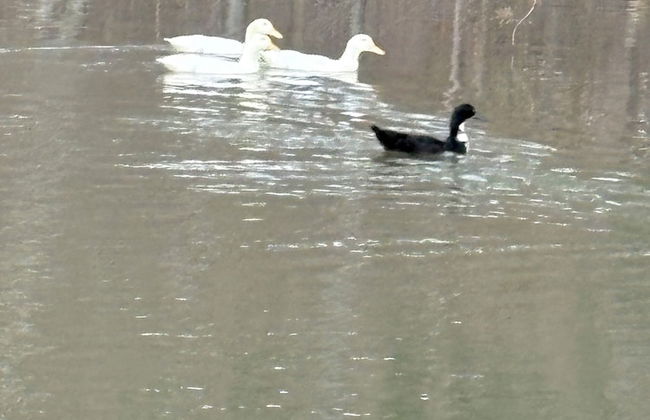 Newly Listed-Private 25-Acre Escape Near Red River Gorge - Foto 74