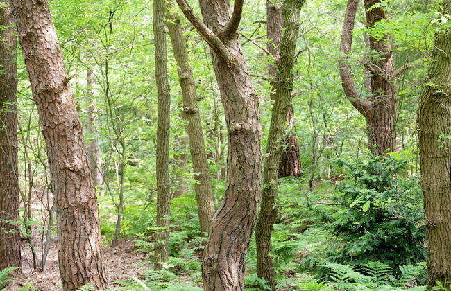 Cozy Countryside Escape in Dalfsen - Photo 29