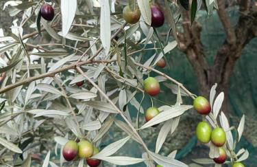 A Ca du Giaba - Foto 39