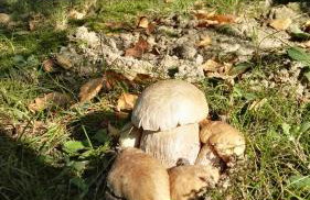 Siedlisko Gruszki Puszcza Białowieska - Foto 57