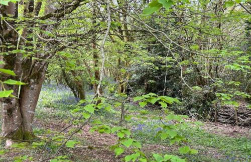 Cornwall Woodland Shepherd's Hut with Hot Tub - Deirdres Hut - Foto 56