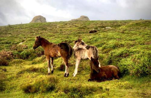 Haytor Court, Haytor, Dartmoor - The Moor on Your Doorstep - Foto 38