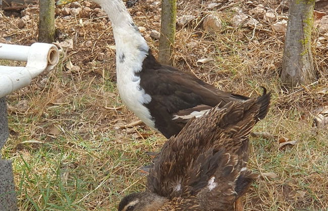 Maison La Branche D'oiseaux - Foto 10