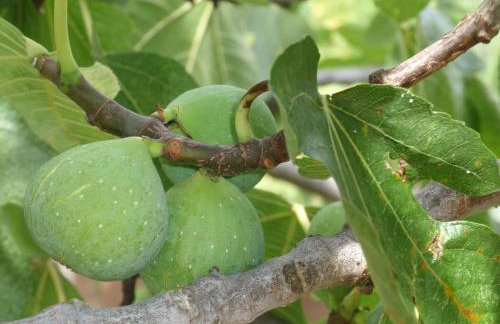 Apartments Ivan Sea View in Peaceful Lun - Photo 79