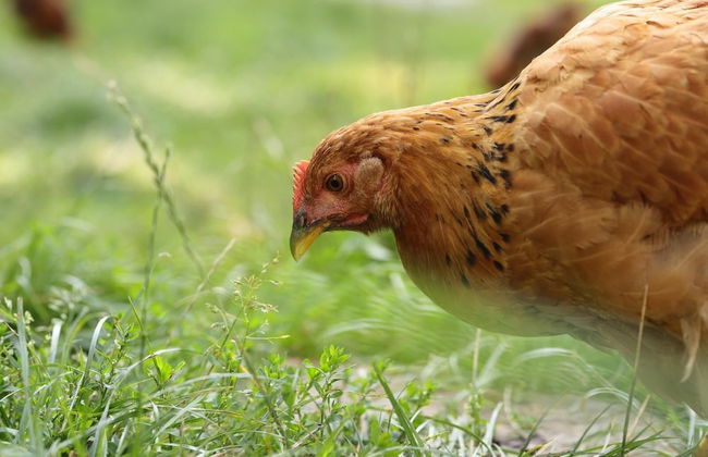 Rustic Wild Retreat IN Romania - Foto 8