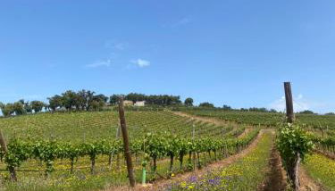 Monte da Esperança - Foto 5