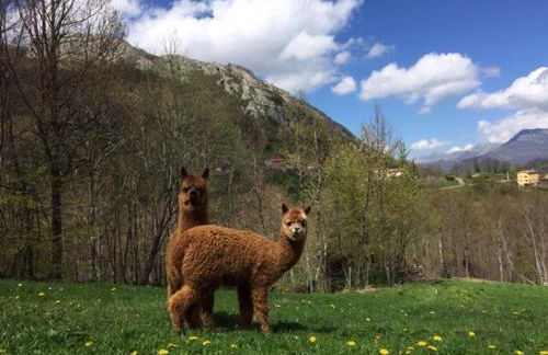 Casas Rurales Prieto - Foto 34
