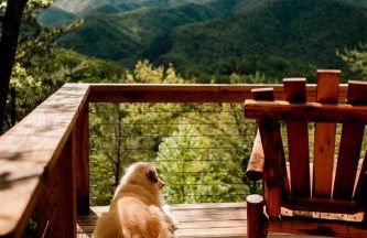 Stunning Pet-Friendly Treehouse for Relaxing Glamping Retreats in North Carolina - Foto 37