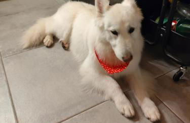 Tapada das Carvalhas - Foto 57