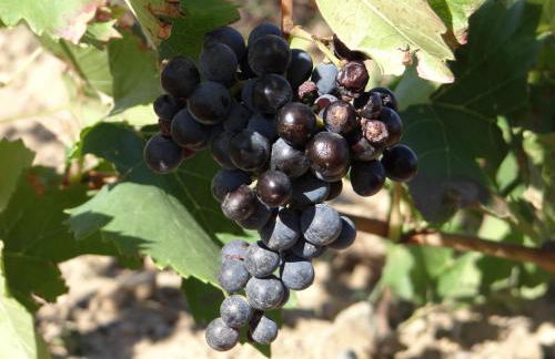 Mas des 4 Vents - Foto 20