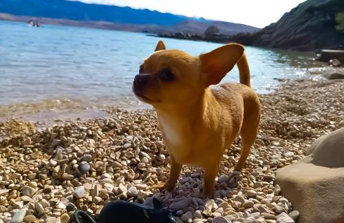 Mila's pet friendly holiday house with private beach place and sunbeds included - Photo 44