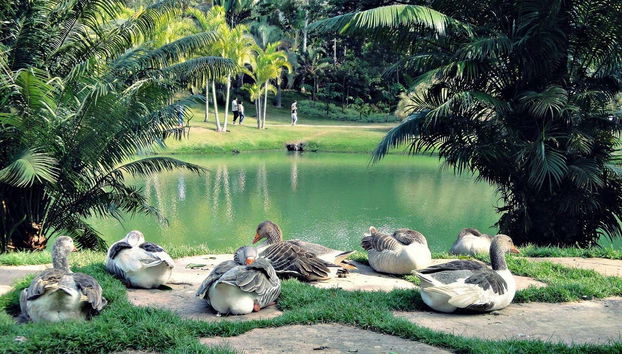 Jardins do Instituto Inhotim