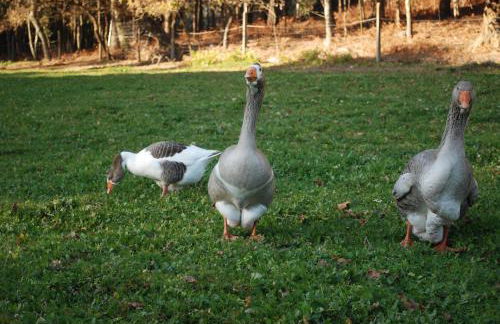 Quinta Padre Lobo - Foto 31