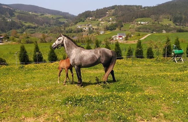 Apartamentos Rurales La Torre - Foto 18