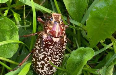 villa taro - Foto 54