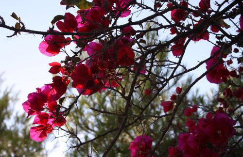 Meltemi Studios and Apartments - Photo 31