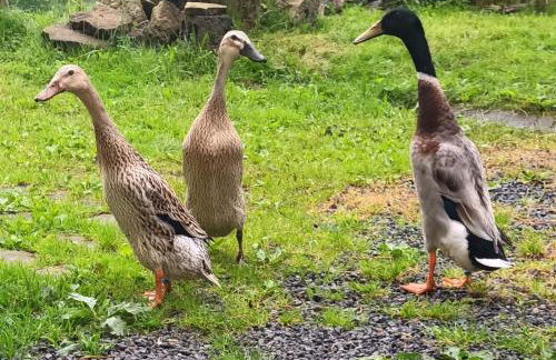 Waitzdorfer Landhaus Pieper - Foto 23