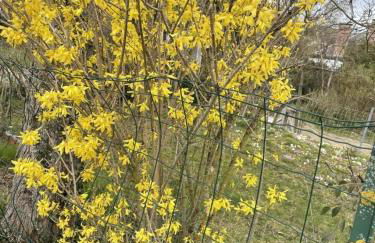 Le gite du petit ecureuil - Foto 19