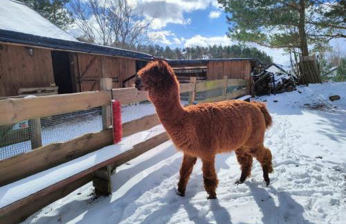 Agroturystyka Zagroda Alpaka - Foto 80