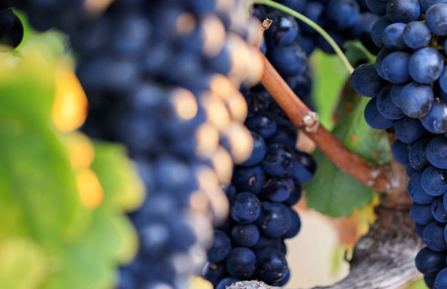 Wine Tour of Guanajuato - Foto 6