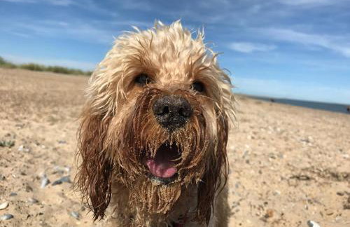 169 - Two bed Chalet on Sunbeach Holiday Park - Sleeps 5, pet friendly, FREE pool and entertainment passes included - plus WiFi, bed linen and towels included 300m from the beach! - Foto 29