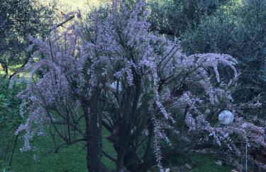 Residenza dei Piaceri Perduti-Rosa - Foto 69