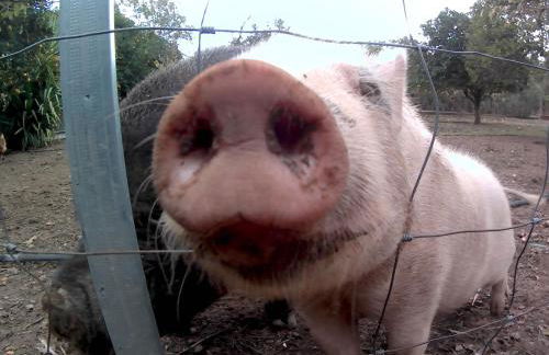 Quinta da Ponte das Hortas 2 - Foto 6