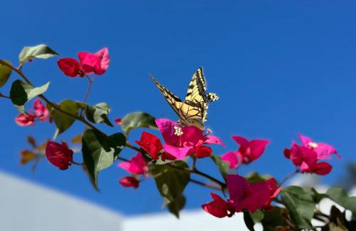 Kertenia - Villa Vayu - Foto 12