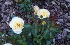 Violin house - Foto 35