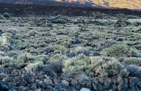 Cosy flat with sea view, pool and terrace in Altamira-complex in Costa Adeje - Playa del Duque - Foto 45