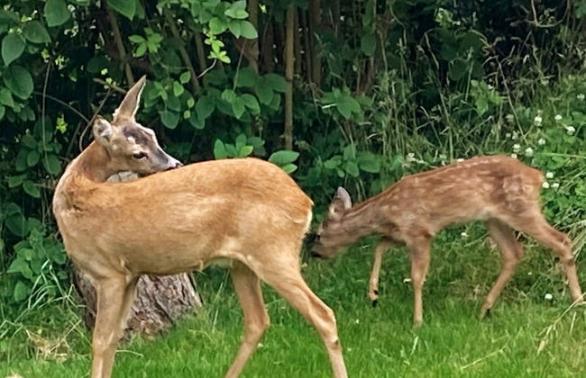 15 Person Holiday Home in Skibby - Photo 30