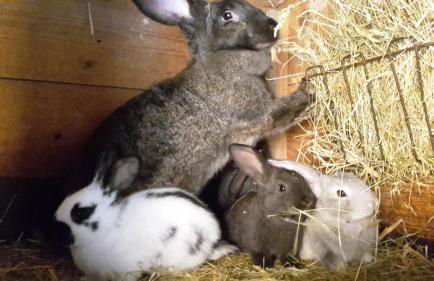 Ferienwohnung Am Wasserturm mit kleinem Bauernhof - Foto 38
