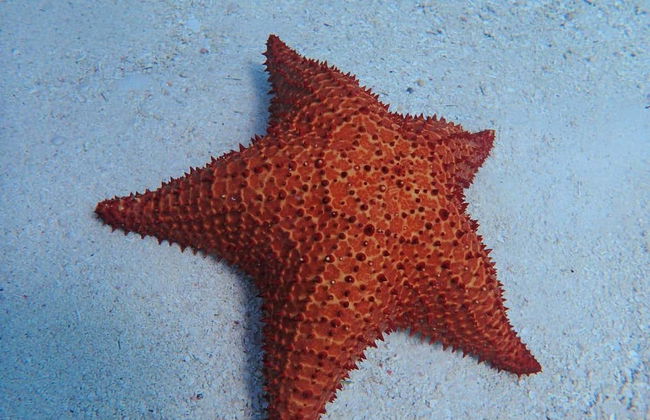 Snorkel en Providencia - Foto 6