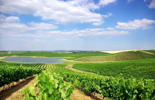 Villa do Pinheiro - Foto 52