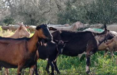 La Petraia - Foto 34