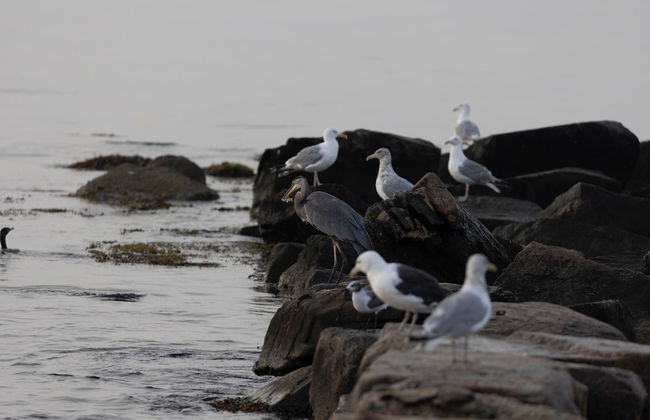 Beachside Village Resort - Foto 40