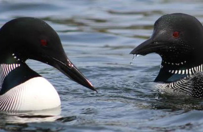 Downtown Bellaire, Close to Hiking, Biking, Golf, Lakes,Pets friendly - Foto 50