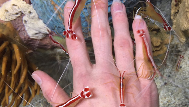 Acquario di Ripley del Canada - Foto 2