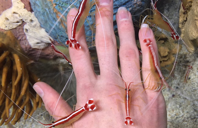 Acquario di Ripley del Canada - Foto 2