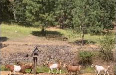 Cozy Cabin, near Mosier and Hood River - Foto 36