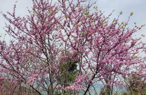 Ipati Forest Chalet - Foto 36