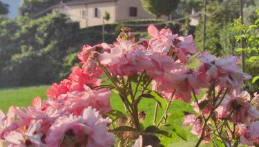 Il Casaletto di Simonetta - Photo 3