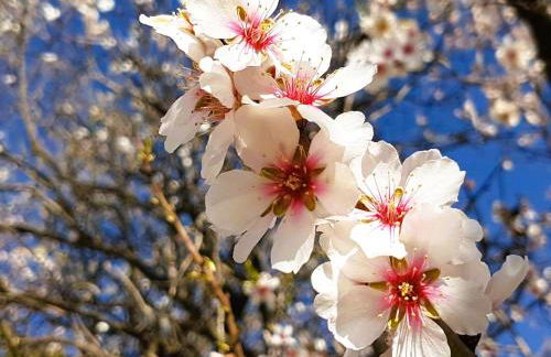 Casa Shyshka country cottage - Foto 51