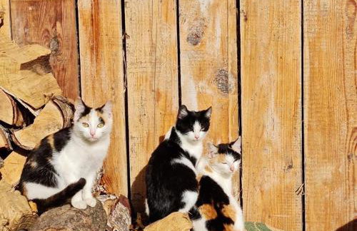 Ranczo Popowice - Foto 34