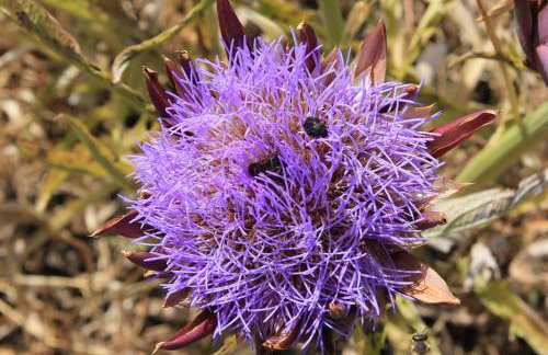 Apartments by the sea Sutomiscica, Ugljan - 912 - Photo 10