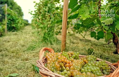 Casas do Morgadio - azorean wine & lodge - Photo 30