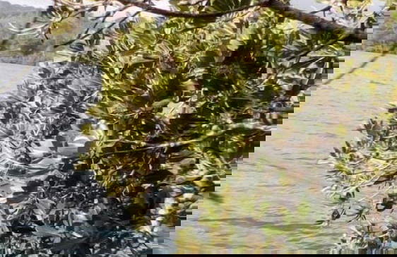 Mahun on the Lagoon Bungalows - Photo 20